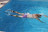 Фиксатор для ног Stationary Swimmer